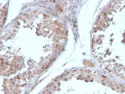 Follistatin Antibody (FST/4281) - Azide and BSA Free, Novus Biologicals